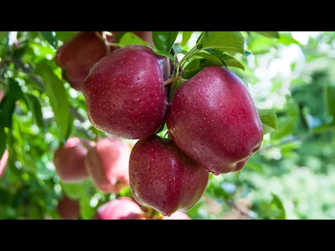 RED APPLE DELICIOUS MANZANA ROJA lista para cosecharla
