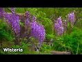 How to grow Wisteria Wisteria tree plant Urdu Hindi