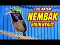Lagu KOLIBRI NINJA GACOR FULL MATERI ISIAN KASAR MEWAH !! PANCINGAN KONIN BAHAN AGAR CEPAT EMOSI