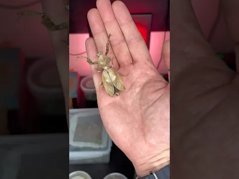 gigantic insects ! #bug #insect #animals #evolution #nacfamily #rock_n_insectes