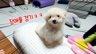 Download 가족 총동원! 몽실이 장애물 경기 대결ㅋㅋㅋ │어질리티 agility │비숑 Bichon Frise vlog 9화 │하루아루TV MP3