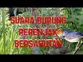 Download Lagu suara burung perenjak bersahutan