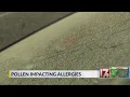 Experts offer health tips as NC pollen levels spike