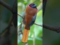 Download Lagu Diard_s Trogon #birdphotography #nature #birdlove #birdlife #wildlife #naturephotography