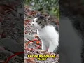 Download Lagu Kucing Mengeong Keras