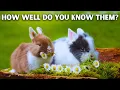 Download Lagu De buitengewone capaciteiten van konijnen (TOP 10)
