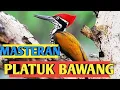 Download Lagu Masteran PLATUK BAWANG tembakan panjang suara jernih