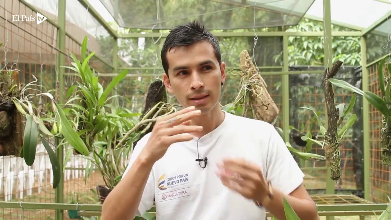 CÓMO CULTIVAR UNA ORQUÍDEA EN CASA? AQUÍ LE EXPLICAMOS