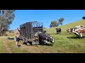Nguni BULL turned out with the heifers