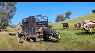 nguni bull turned out with the heifers 