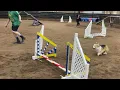 Kirby Scissortail Agility Club Trial on July 25-27 2025