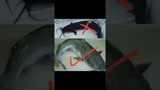 متاكلوش القراميط تانى دندنها