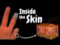 Integumentary System How the Skin Works Layers Hair Glands Functions