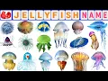 Download Lagu Jellyfish Vocabulary ll 60 Jellyfish Name in English With Pictures ll Species of Jellyfish