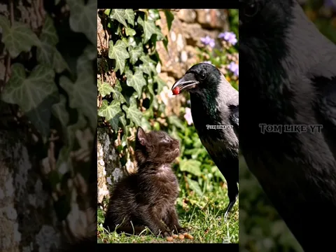 A Crow Fed This Tiny Kitten Every Day… The Ending Broke My Heart