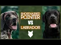 GERMAN SHORTHAIRED POINTER VS LABRADOR