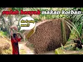 Download Lagu Eksekusi sarang lebah jumbo yang kian meresahkan petani sawit#honeyhunting#madualam#apisdorsata