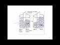 Human Anatomy Physiology I Review of Chapters 1 3 4 5