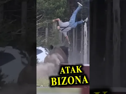 Atak Bizona na Dziadka z Wnuczkiem