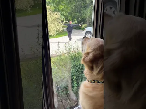how sweet it is to be loved by you!🥹❤️🐾 #love #goldenretriever #dogs