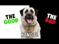 KANGAL SHEPHERD - PROS CONS