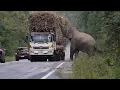 Download Lagu Greedy wild elephant stops passing trucks to steal sugarcane