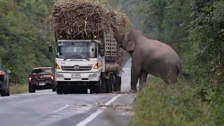 Download Greedy wild elephant stops passing trucks to steal sugarcane MP3