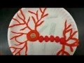 Neuron Models