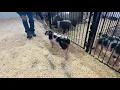 27-5 spot gilt