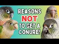 Green Cheek Conure Pets - Reasons NOT To Get A Green Cheeked Conure TheParrotTeacher