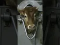 Download Lagu Every year, 2.6 million cows are killed for human consumption in the UK. You can help them #shorts