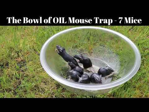 A Bowl Of Peanut Oil Catches 7 Mice In 1 Night - Motion Camera Footage