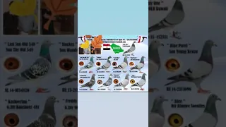 الحمد لله على حصولى على المركز الأول فى سباقات الحمام الزاجل محطة جدة بالسعودية إلى مصر 