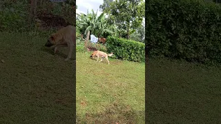 Mbwa Wengi Wanatangatanga Sana Mitaani Fungeni Mbwa Zenu Lifehackshorts 