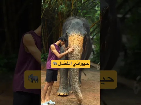 تمعن في خلق الله سبحانه 🐘🥹 تجربة مع حيواني المفضل في سريلانكا