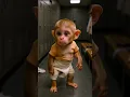 Lagu Baby Monkey Farttts for the First Time! 💨 His Reaction is Everything 😂 #shorts