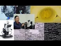 Leica M205 C Stereo Microscope Fluorescence