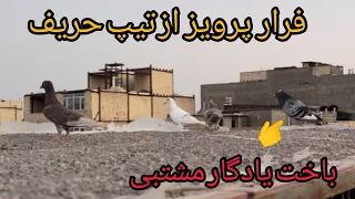 فرار پرویز از تیپ لته باخت قره سبز یادگار مشتبی                 دندنها