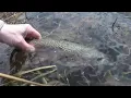 Download Lagu Fish Tales: Catch \u0026 Release on Justice Lake, PA