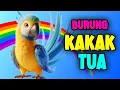 Download Lagu BURUNG KAKATUA - LAGU ANAK ANAK - BURUNG KAKAKTUA - LAGU ANAK LUCU - LAGU BALITA // FALOVA