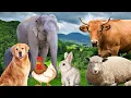 Download Lagu Farm Animal Sounds - Cow, Sheep, Cat, Dog, Chicken - Animal Moments