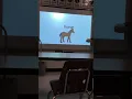 Edmark lesson 11 horse
