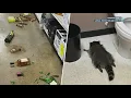 'Trashed panda' | Raccoon passes out in Virginia liquor store after ransacking the place