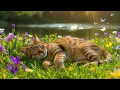 Lagu Ontspannende muziek voor katten 🐾 | Geen advertenties Spinnende kattenmuziek voor slaap en geluid...