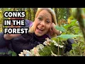 362 - What is a bracket fungus