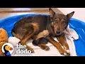 Download Lagu Mama Dog Who Lost Her Puppies Was Heartbroken Until She Got Kittens | The Dodo