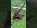 Lagu Jarang Ada Perkawinan Orang Utan di Alam Bebas😱 #ragunanzoo #kebunbinatang #animalslover #orangutan