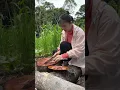 Download Lagu Cewek Dayak review aktivitas berpetualang dan masak di ladang bukit hutan Kalimantan