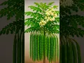 Lagu How To Graft Moringa/Drumstick Tree #shorty #moringa #drumsticks #tree
