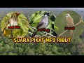 Download Lagu suara pikat mp3 kutilang perak/cucak wilis/trucukan suara mp3 ribut cocok untuk mikat dikebon